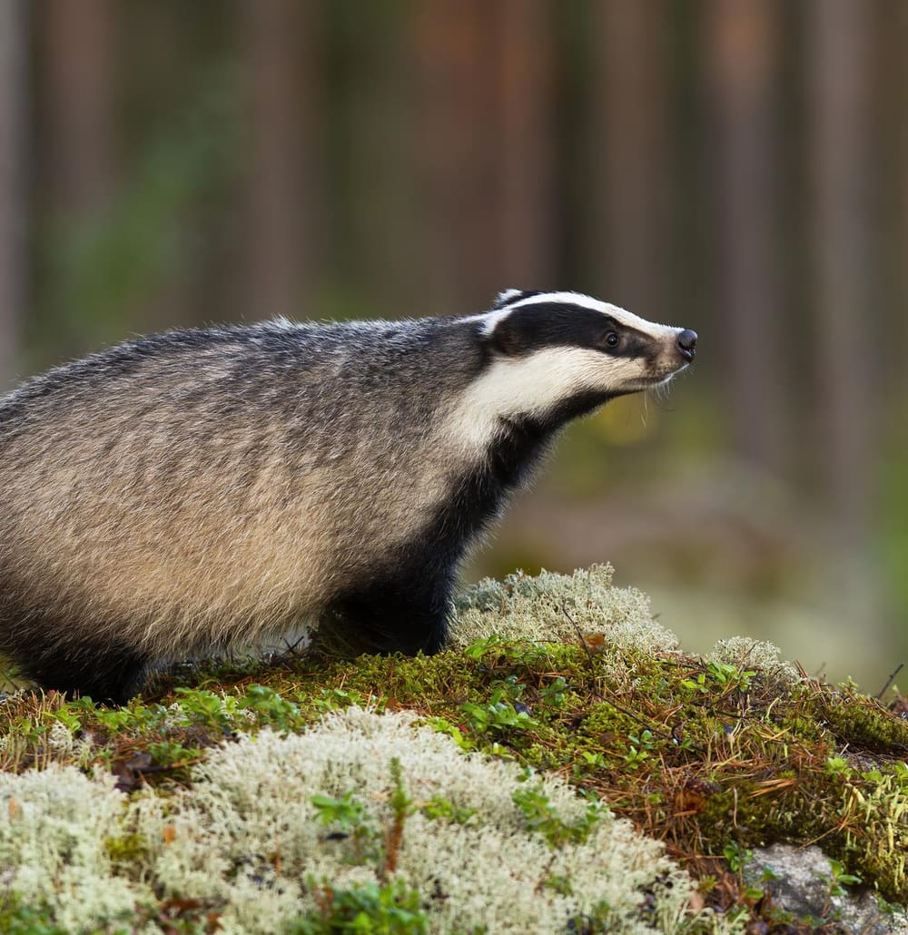 Badger