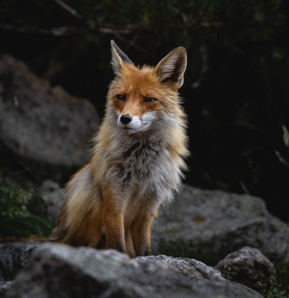Fox