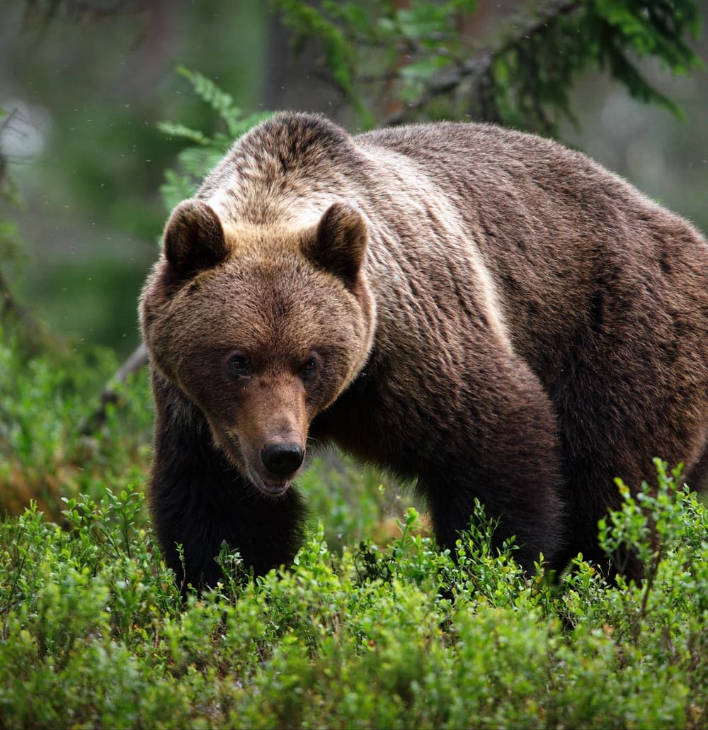 Brown bear