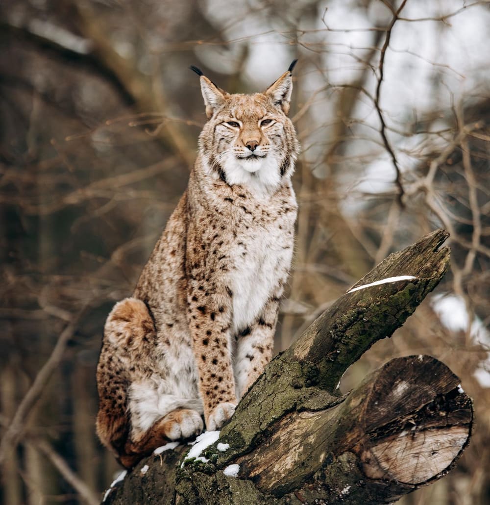 Eurasian lynx