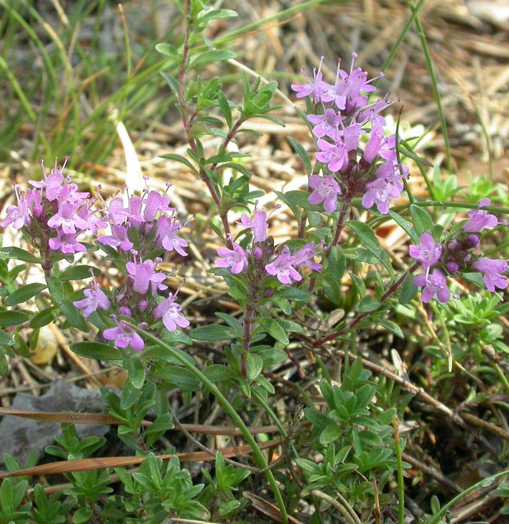Medicinal plants