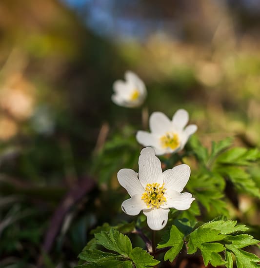 Forest herbs