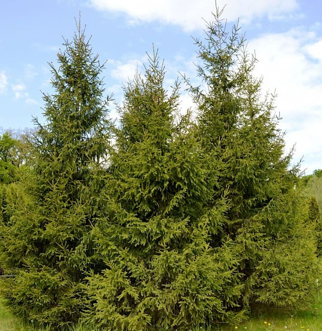 Coniferous trees
