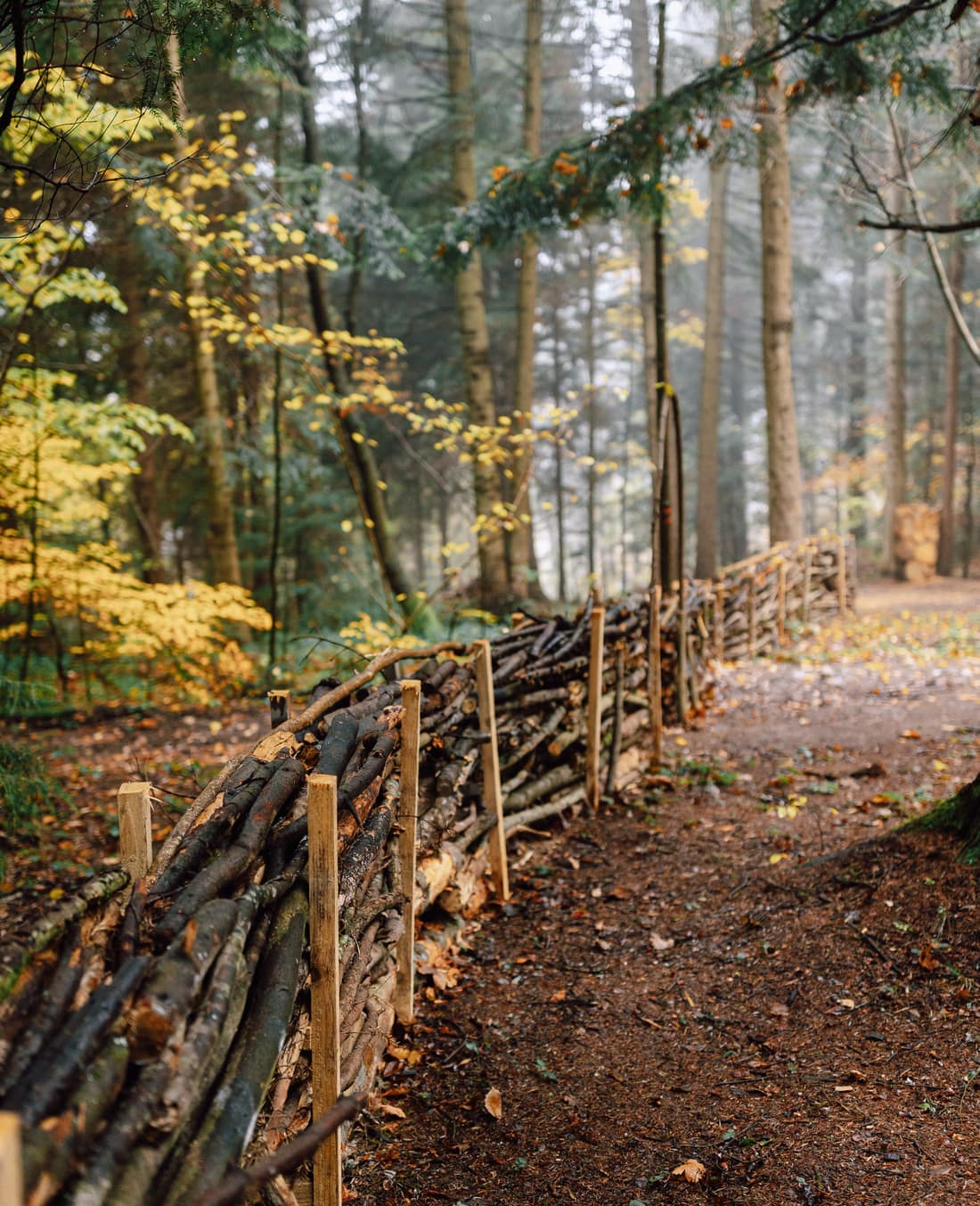 Forest path with wattle in Boyki Resort Park«